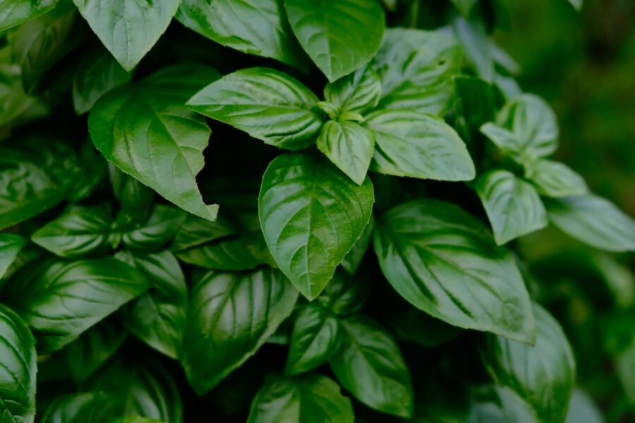 leafs of basil is great for natural treatment
