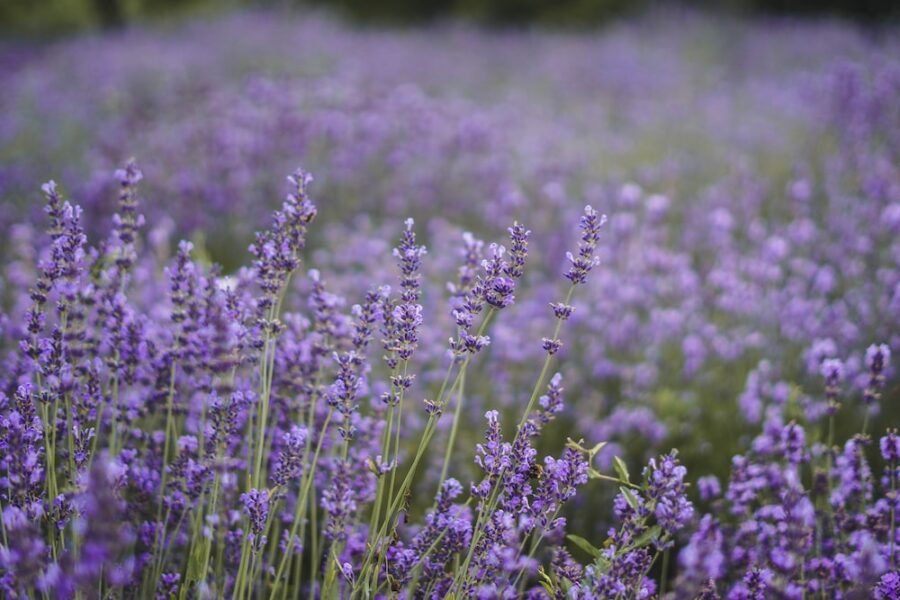 lavander purple flower field during daytime