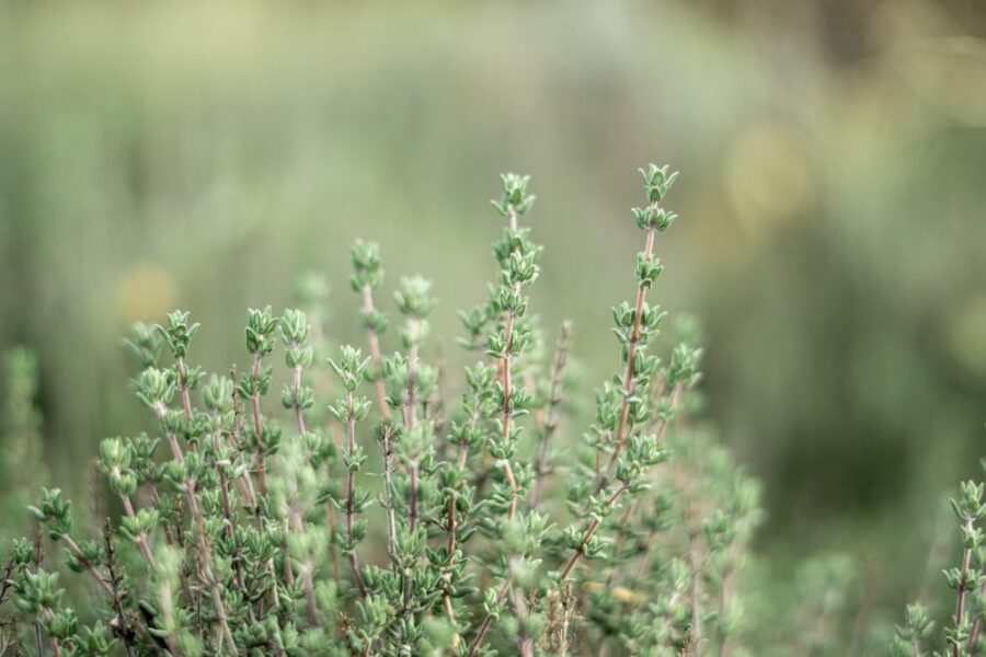 thyme flowers great for natural treatment