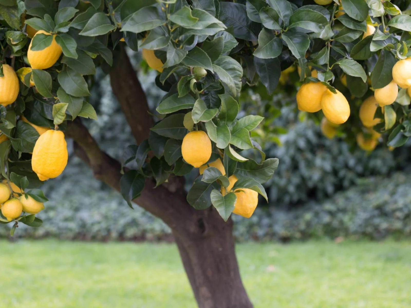 Grow Lemons