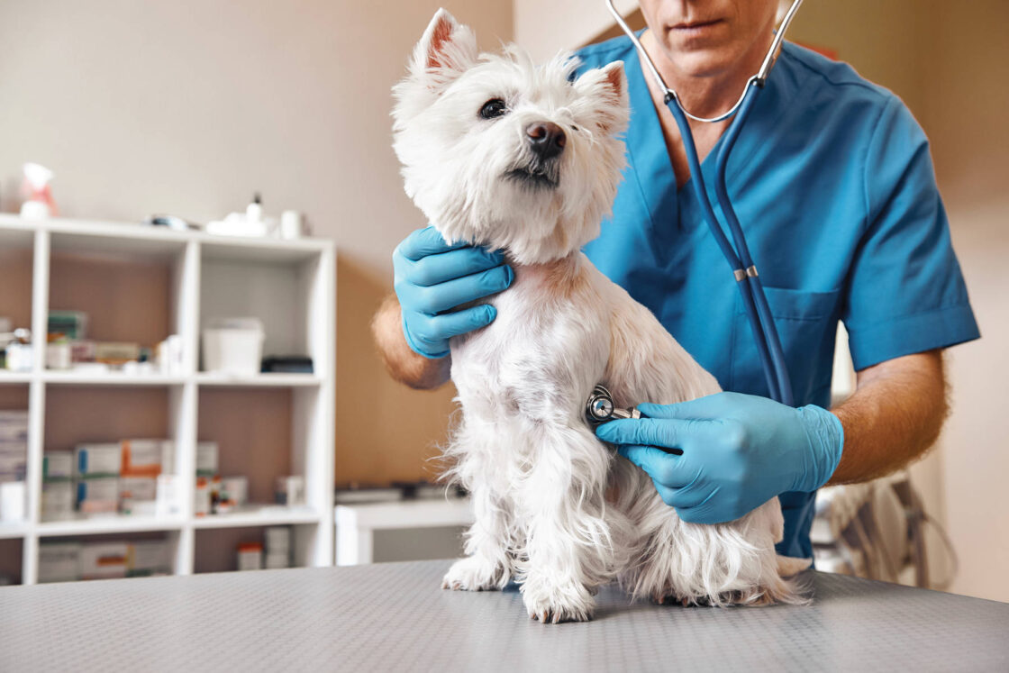 canine parvovirus treatment