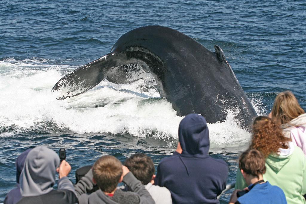 Whale Watching Hotspots: Global Guide