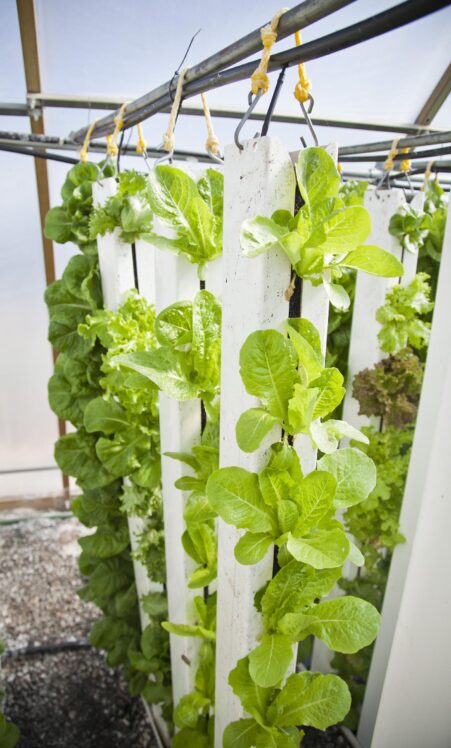 Vertical Farming: The Fascinating Future of Agriculture