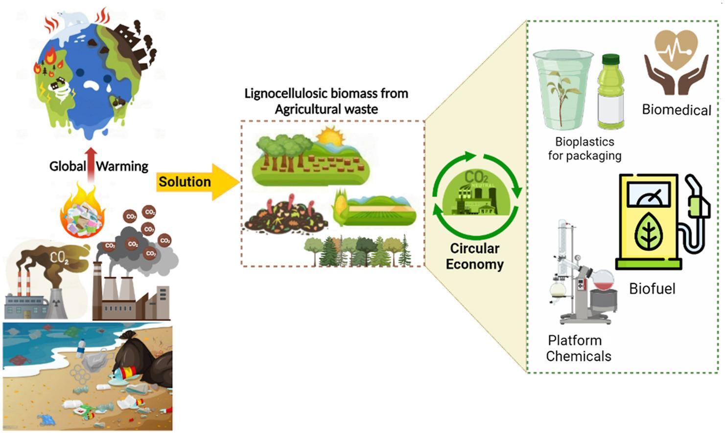 Circular Economy: A Curious Approach to Sustainable Living